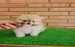 Pomerania perros en venta: Pomerania toy - Imagen 18