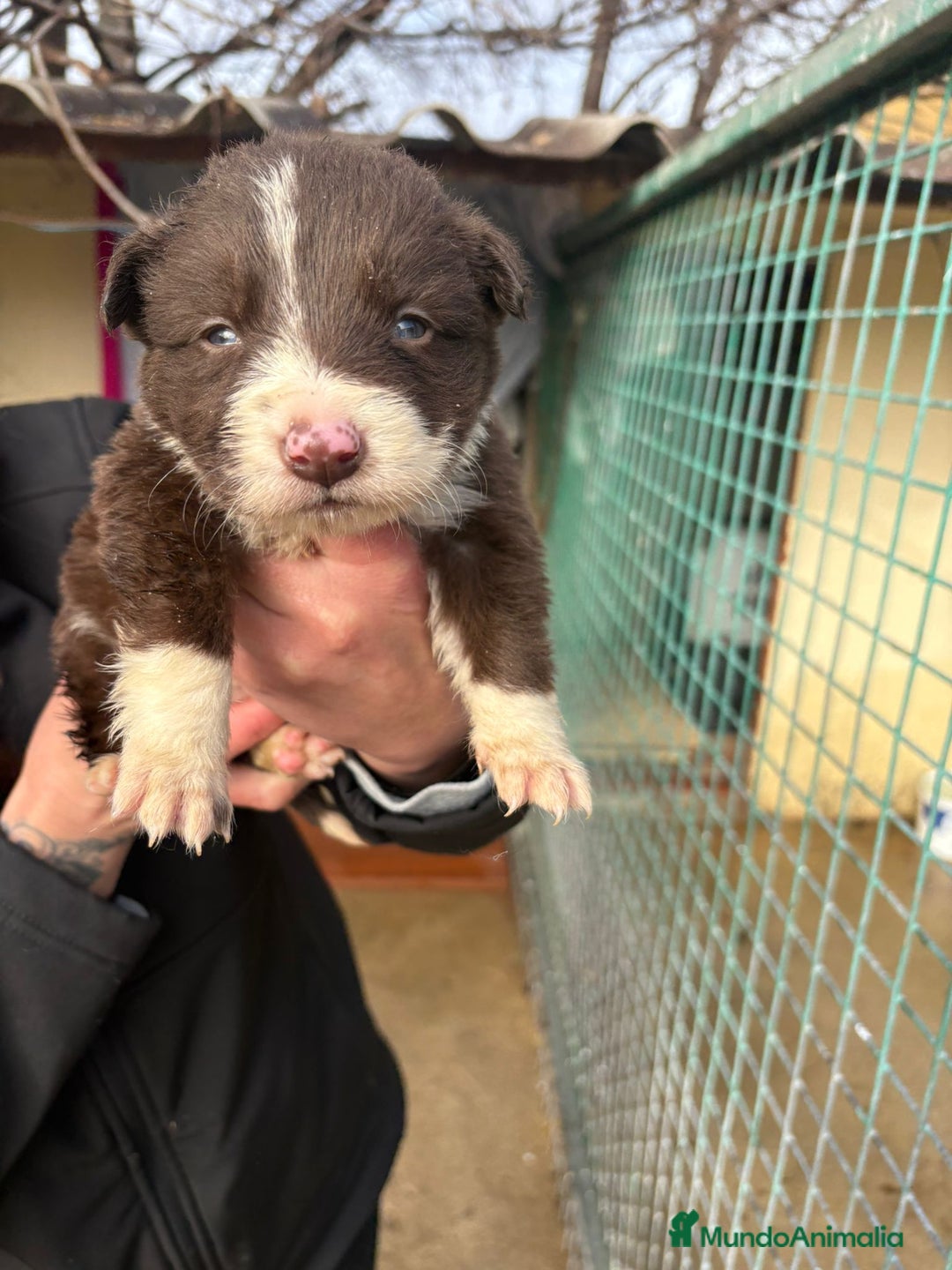 Border Collie perros en venta: Preciosa camada Border Collie reserva ya el tuyo - Anuncio 23
