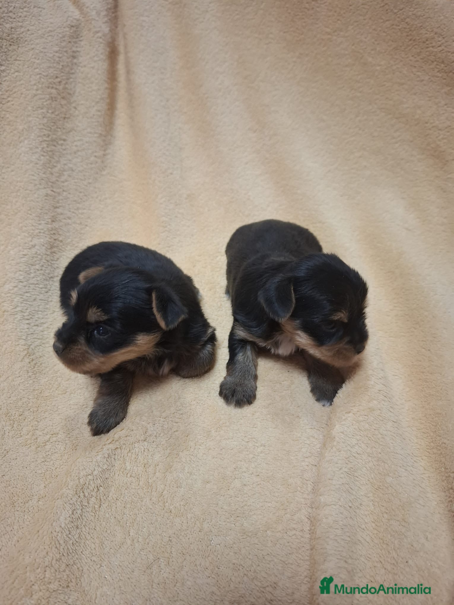 Yorkshire Terrier perros Camada de Yorkshire toy en Sevilla - Anuncio 3