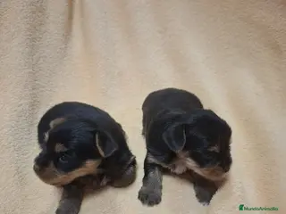 Yorkshire Terrier perros Camada de Yorkshire toy en Sevilla - Anuncio 3