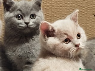 Británico de Pelo Corto Azul gatos British Shorthair - Anuncio 1