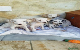 Dálmata perros en venta: CAMADA DE DALMATAS - Imagen 2