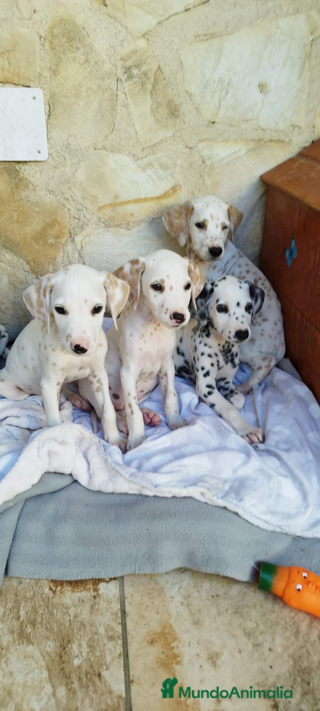 Dálmata perros en venta: CAMADA DE DALMATAS - Imagen 2