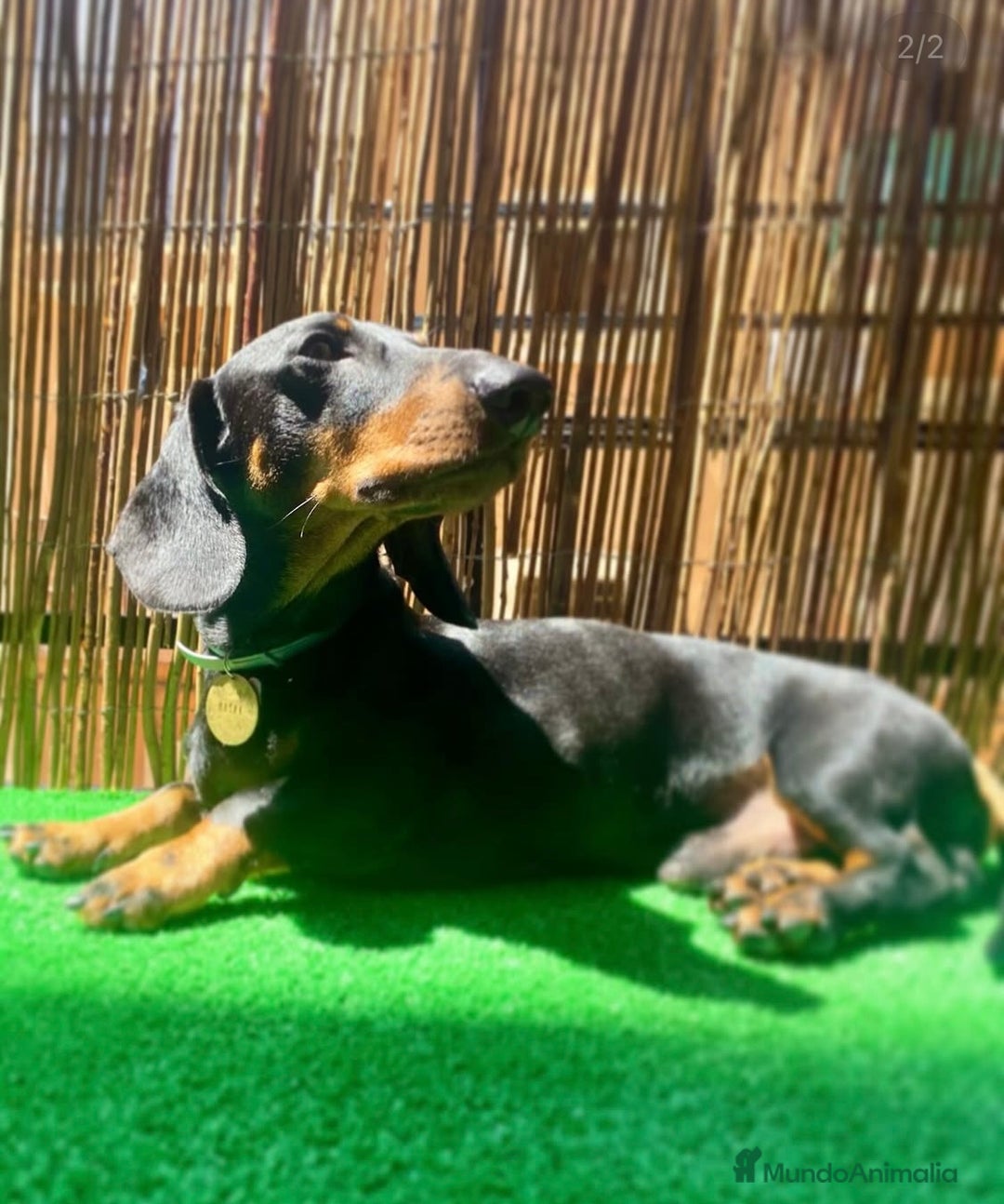 Teckel Miniatura perros en venta: Teckel miniatura Arlequín  - Imagen 9