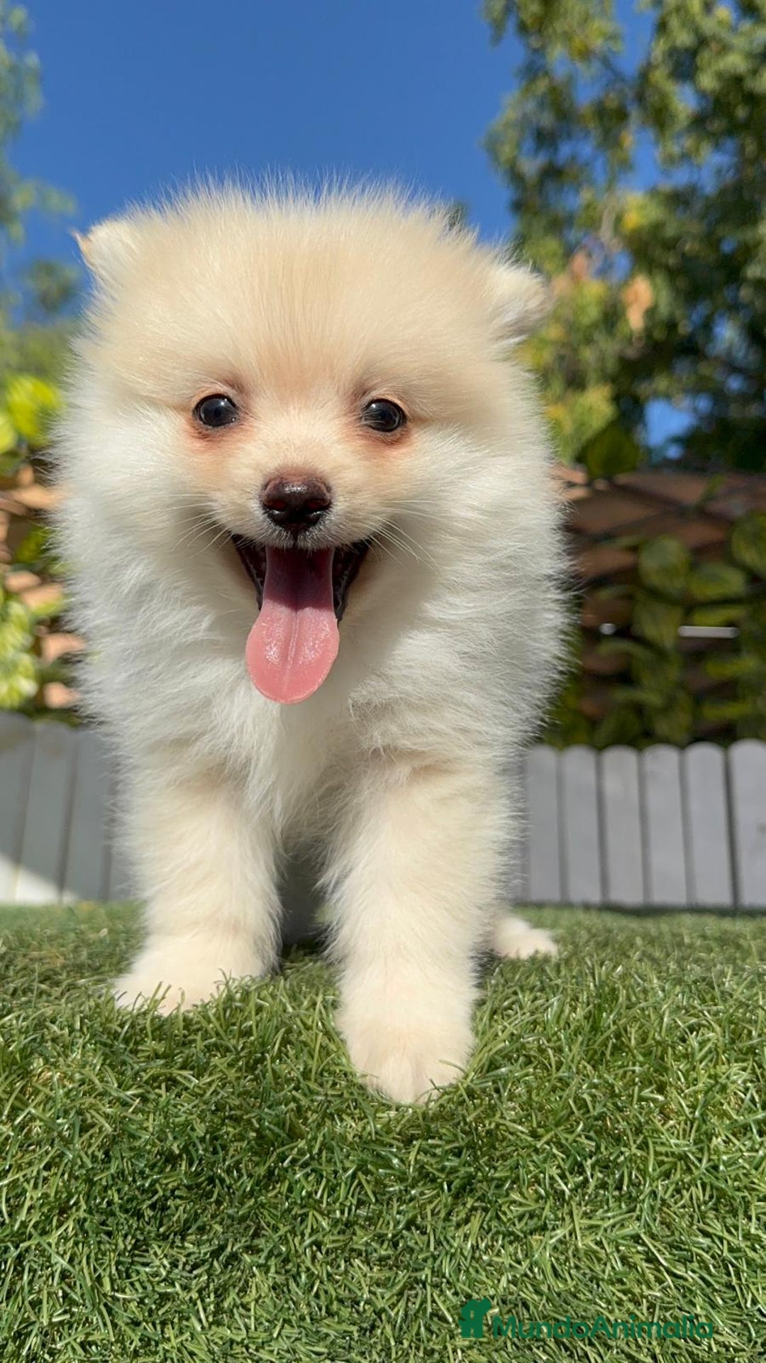 Pomerania perros en venta: POMERANIA MACHO - Imagen 14
