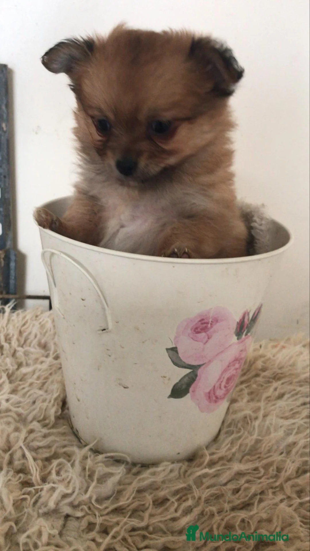 Pomchi perros en venta: Pomchi hembrita preciosa - Anuncio 5