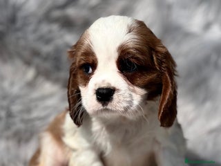 Cavalier King Charles Spaniel perros en Barcelona - Anuncio 37