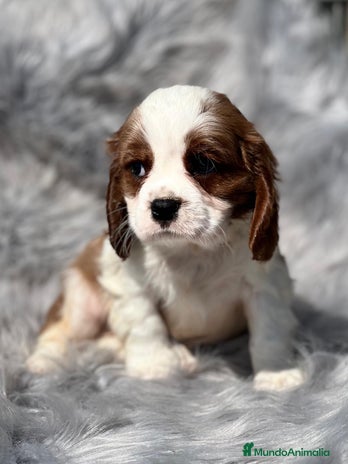 Cavalier King Charles Spaniel perros en Barcelona - Anuncio 6