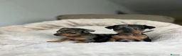 Ratón de Praga perros en venta: Raton de praga  - Anuncio 1