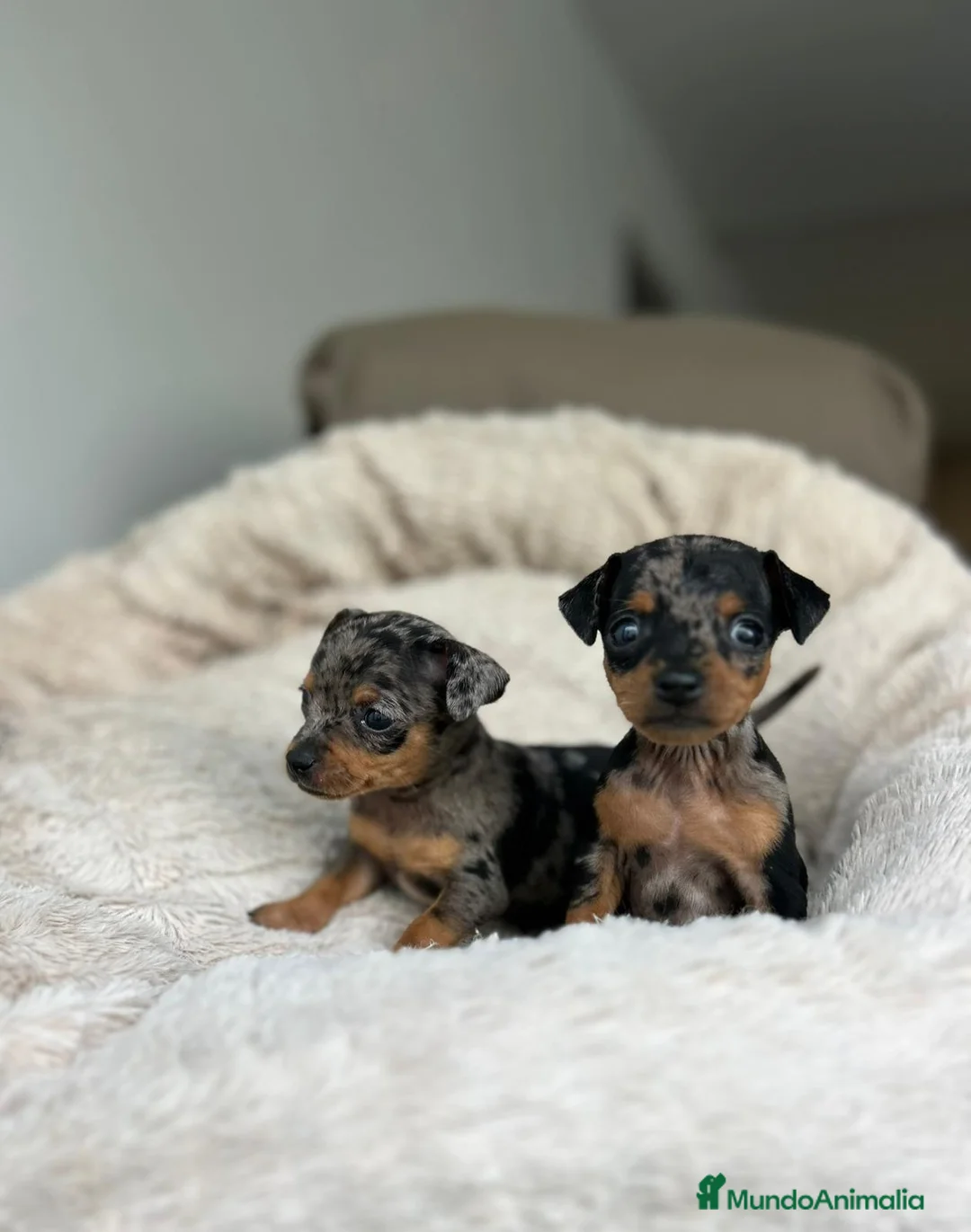 Ratón de Praga perros en venta: Raton de praga  - Anuncio 1