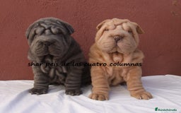 Shar Pei perros en venta: shar peis de las cuatro columnas - Imagen 1