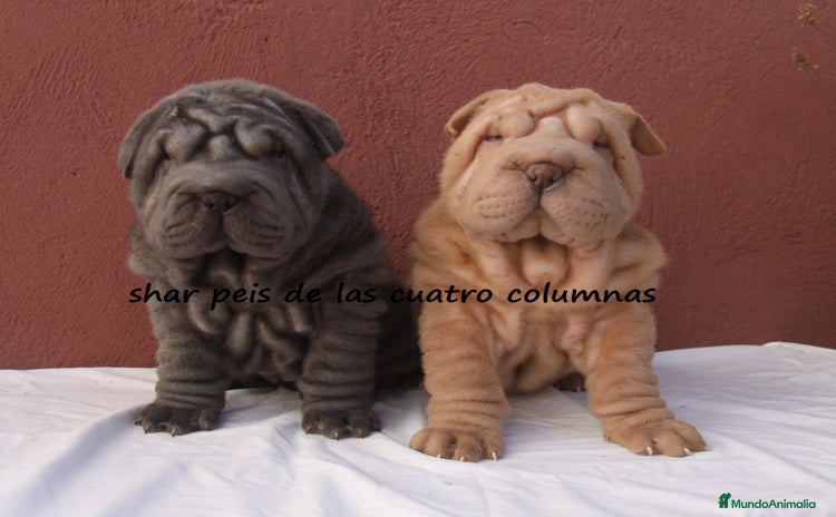 Shar Pei perros - Propaganda 1