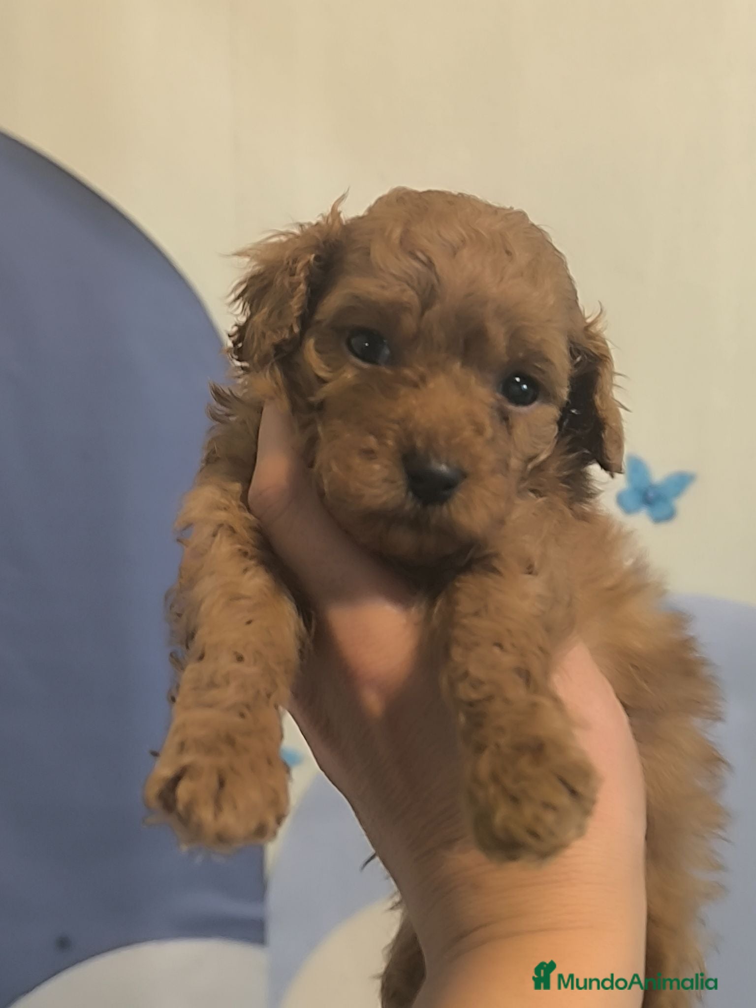 Caniche Toy perros Caniche en Curtis La Coruña - Anuncio 32