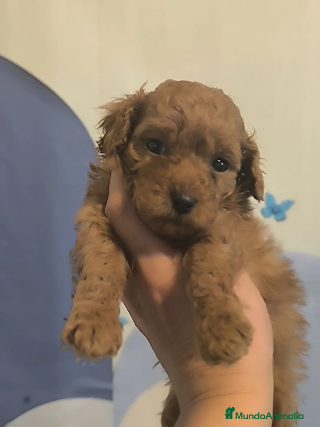 Caniche Toy perros en venta: Caniche en Curtis La Coruña - Anuncio 1
