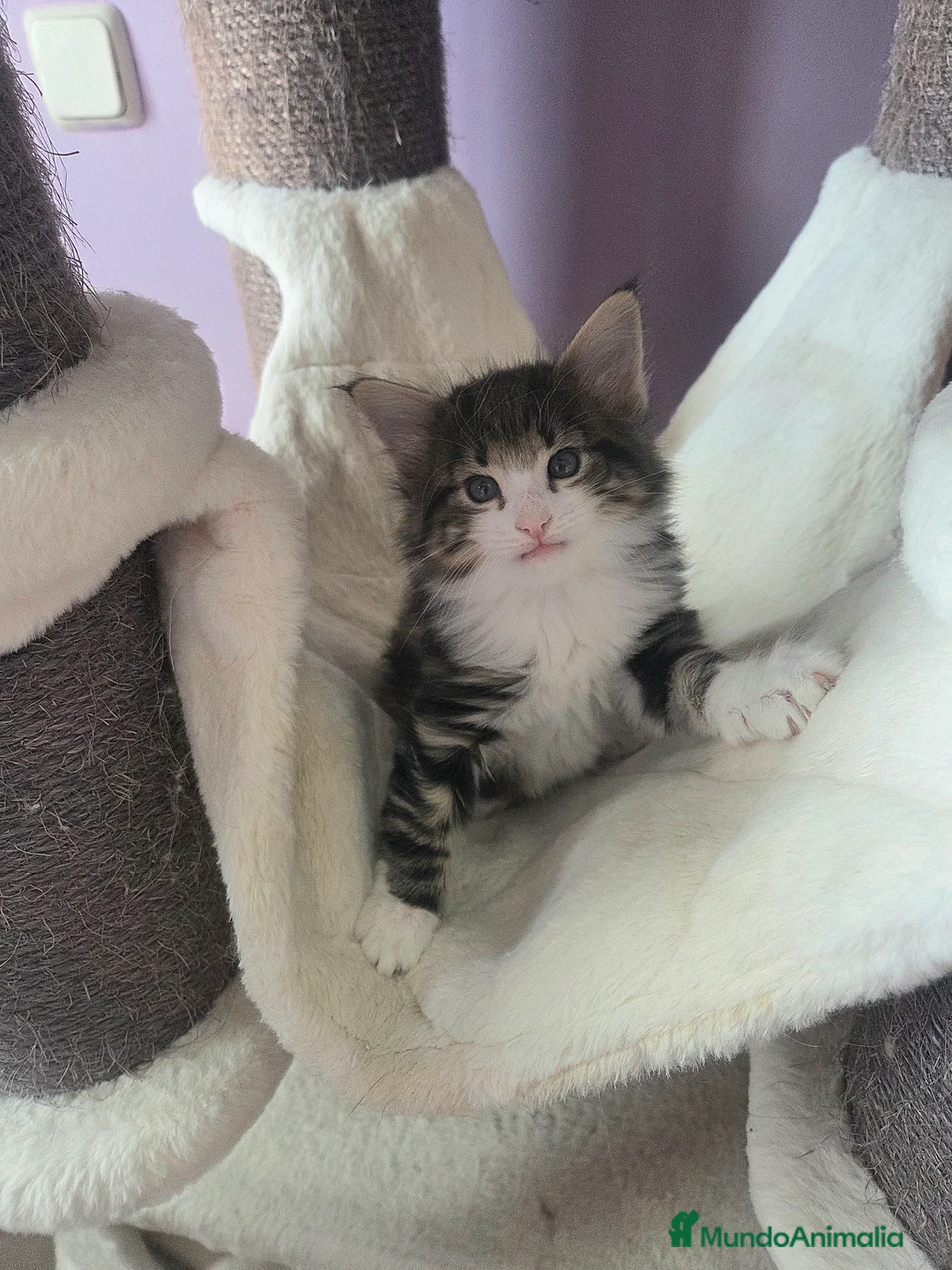 Bosque de Noruega gatos en venta: Gatitos bosques de noruega pedigrí  - Anuncio 1