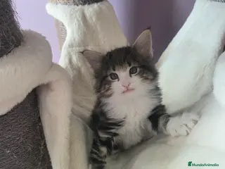 Bosque de Noruega gatos Gatitos bosques de noruega pedigrí - Anuncio 42