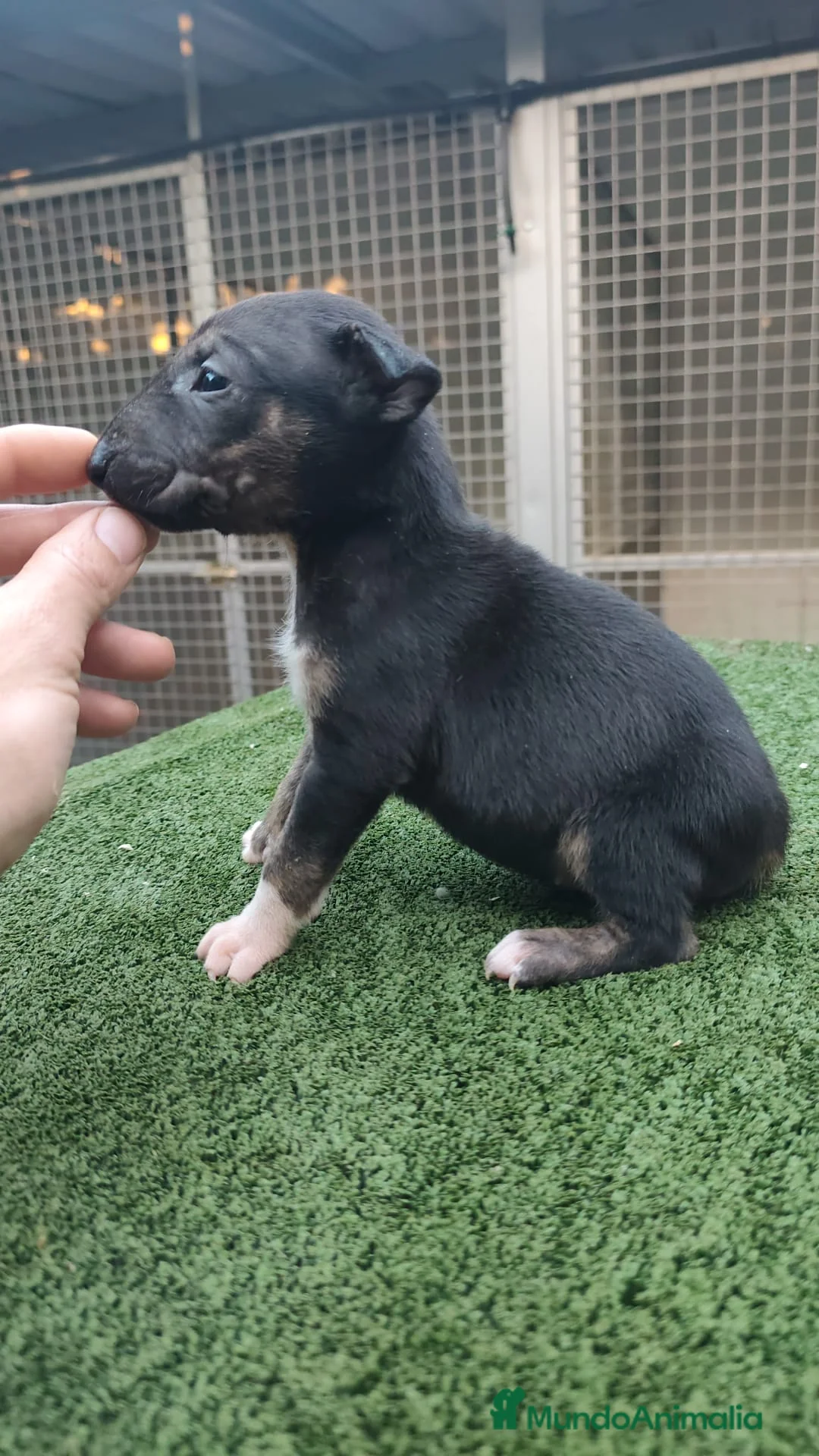 Bull Terrier perros en venta: Disponible bullterier de calidad  - Anuncio 2