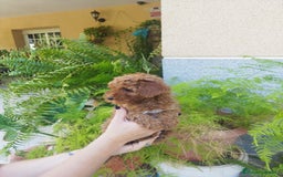 Caniche Toy perros en venta: CANICHES ROJOS EXCLUSIVOS  - Anuncio 6