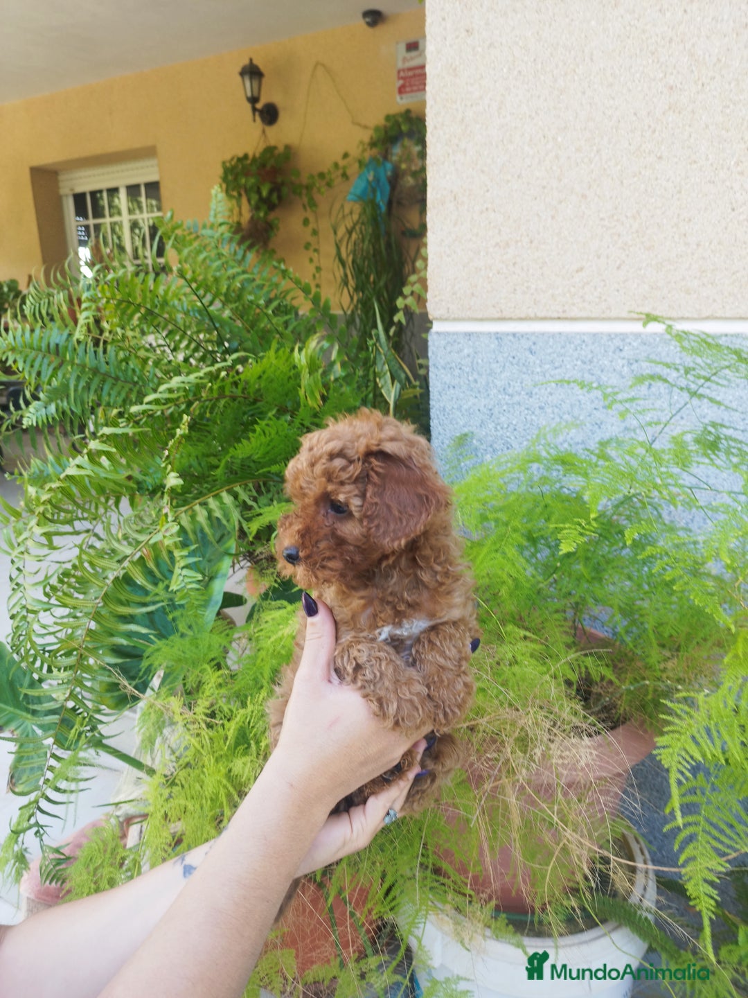 Caniche Toy perros en venta: CANICHES ROJOS EXCLUSIVOS  - Anuncio 6