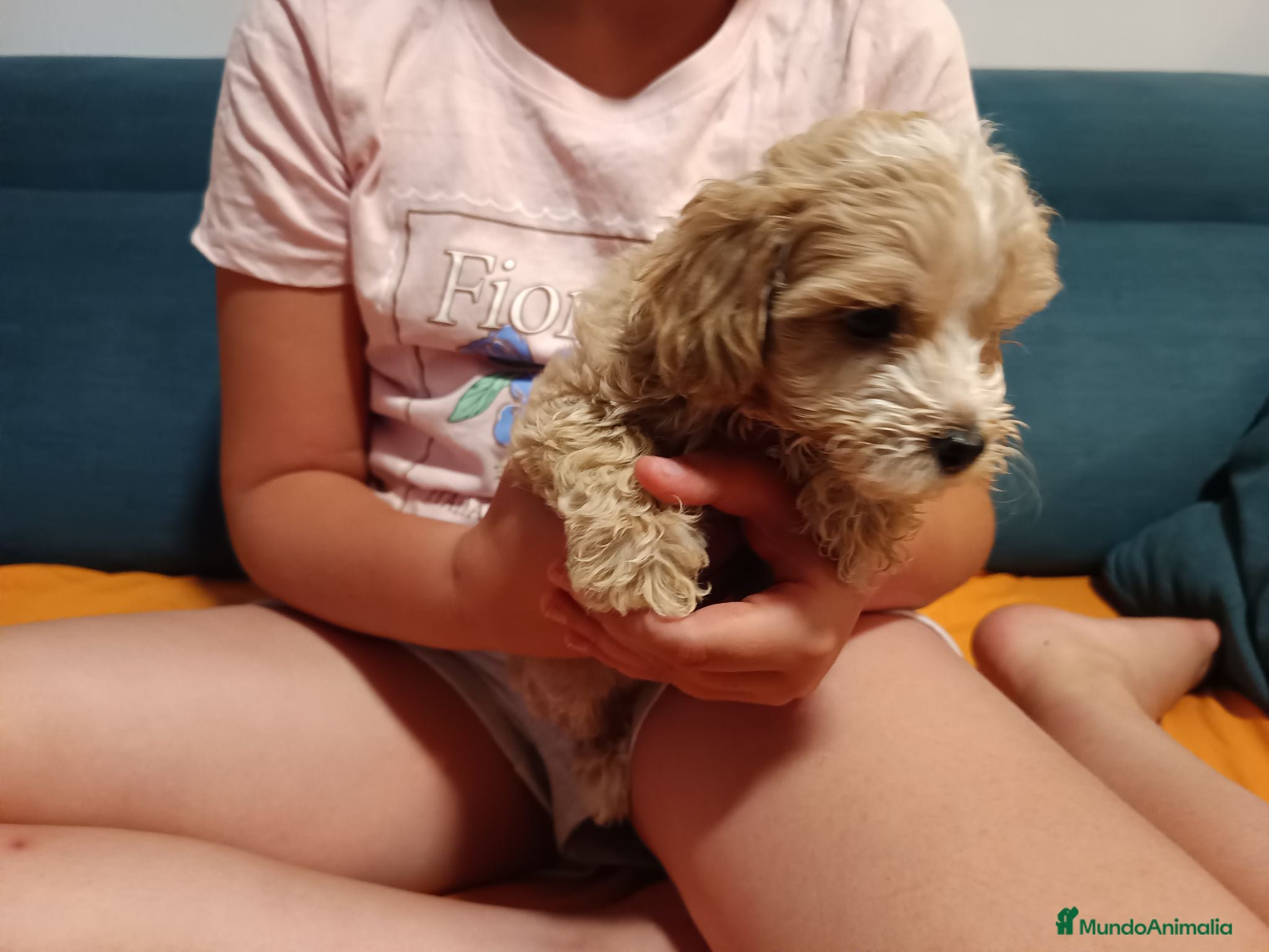 Maltipoo perros Maltipoo de excelente calidad  - Anuncio 2
