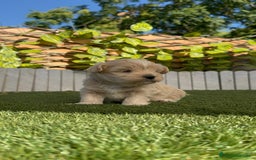 Maltipoo perros en venta: MALTIPOO MACHO - Imagen 12