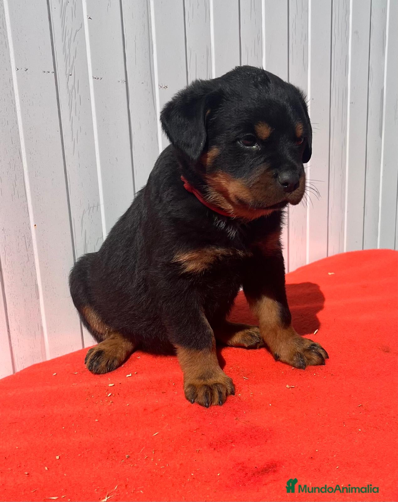 Rottweiler perros en venta: Rottweiler  - Anuncio 6