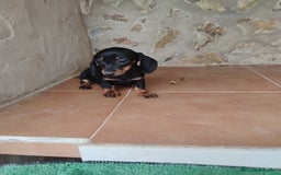 Teckel Miniatura perros en venta: Cachorra teckel miniatura negro y fuego  - Imagen 2