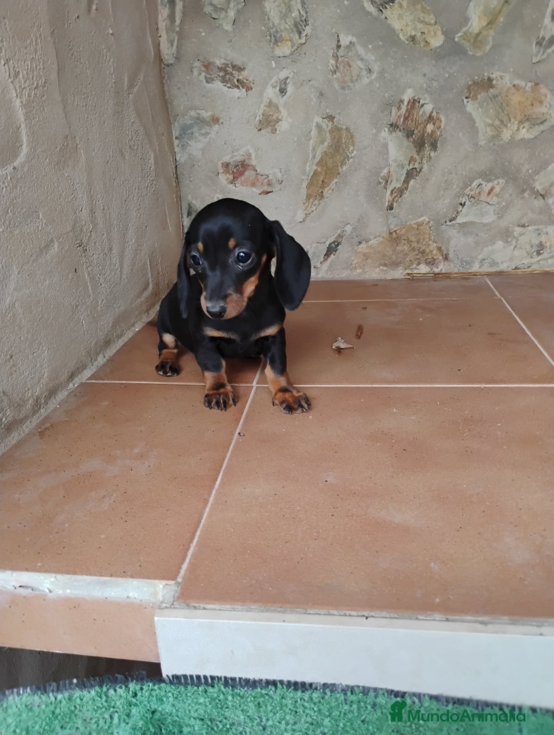 Teckel Miniatura perros en venta: Cachorra teckel miniatura negro y fuego  - Imagen 2