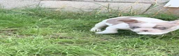 Bulldog Francés perros en venta: Bulldog frances  - Anuncio 11