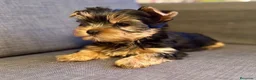 Yorkshire Terrier perros en venta: YORKSHIRE CACHORROS  - Anuncio 6
