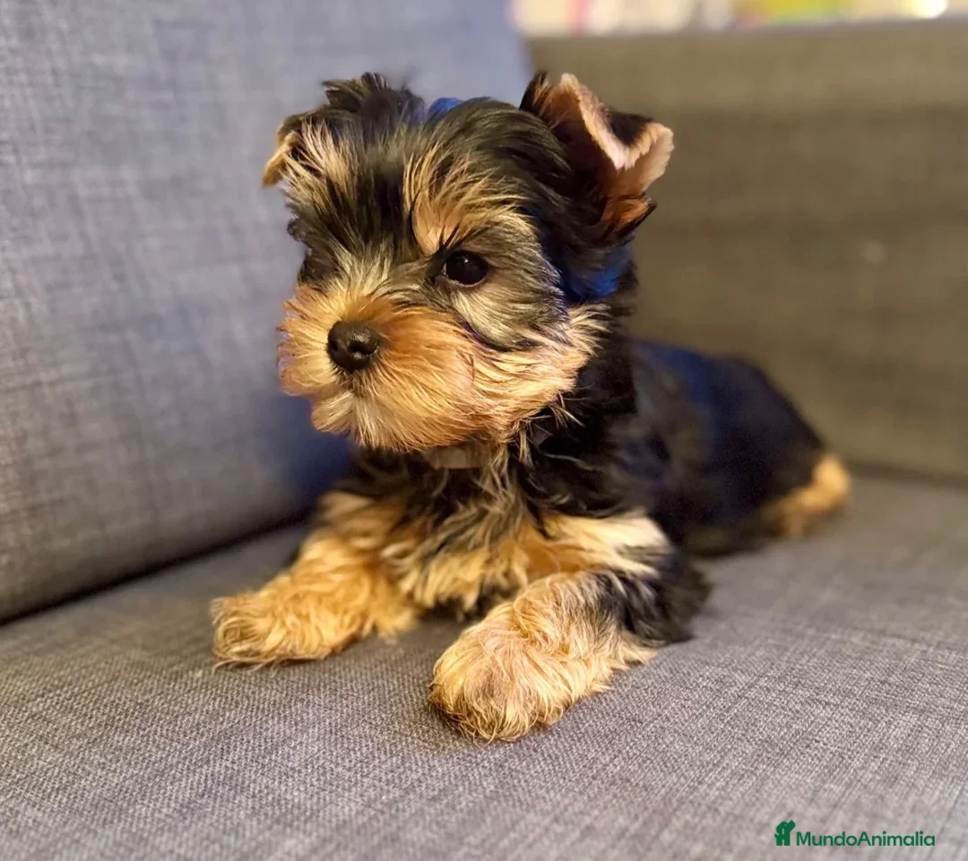 Yorkshire Terrier perros en venta: YORKSHIRE CACHORROS  - Anuncio 6