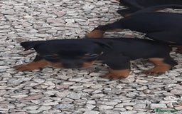 Pinscher Miniatura perros en venta: MINI PINCHER TOY - Imagen 2