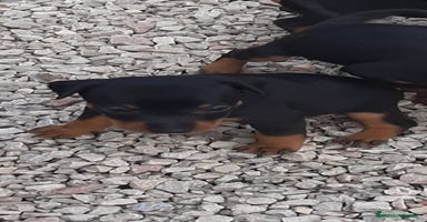 Pinscher Miniatura perros - Propaganda 2