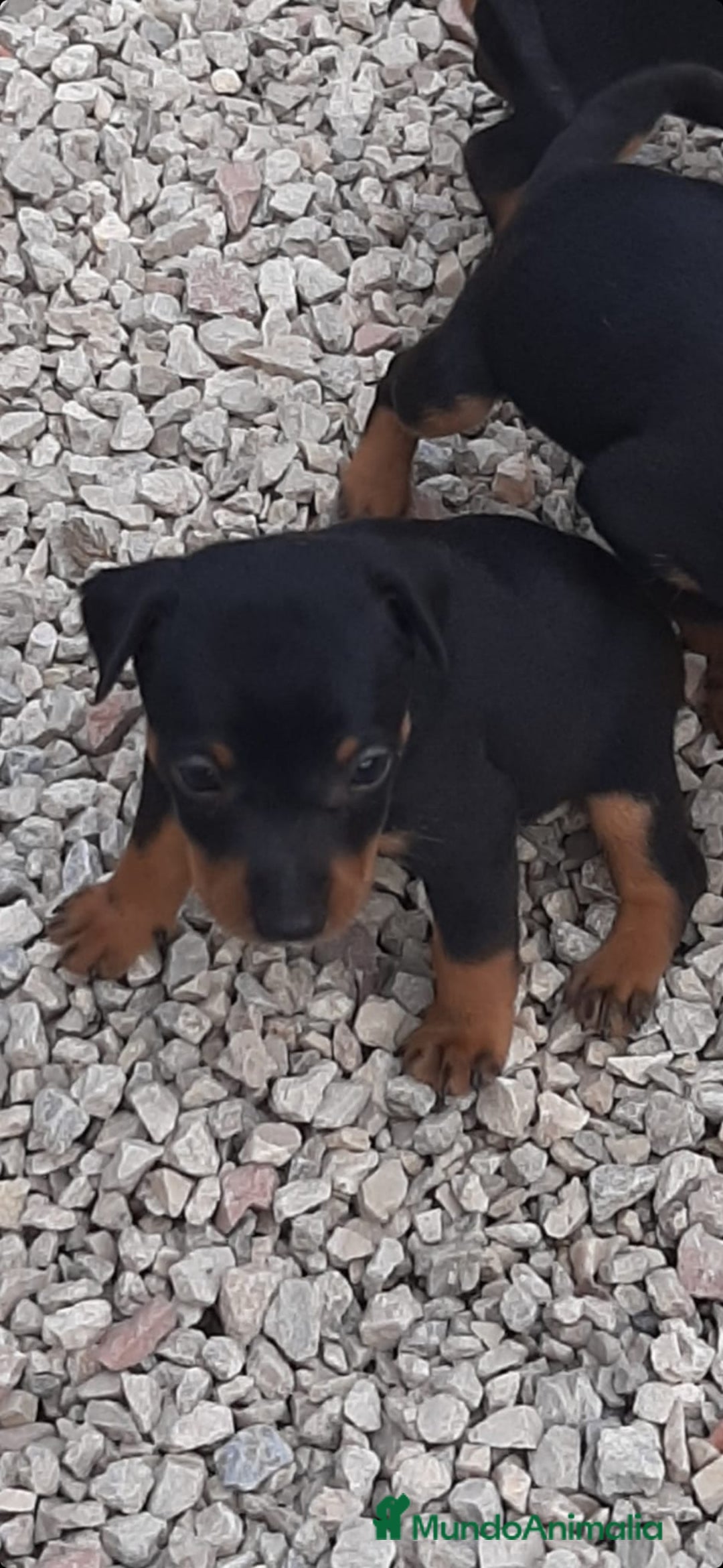 Pinscher Miniatura perros en venta: MINI PINCHER TOY - Imagen 2
