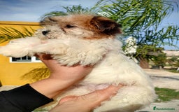 Raza Mixta perros en venta: Cachorritas malvi - Anuncio 5