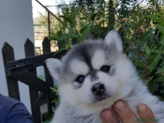 Husky Siberiano perros - Anuncio 1