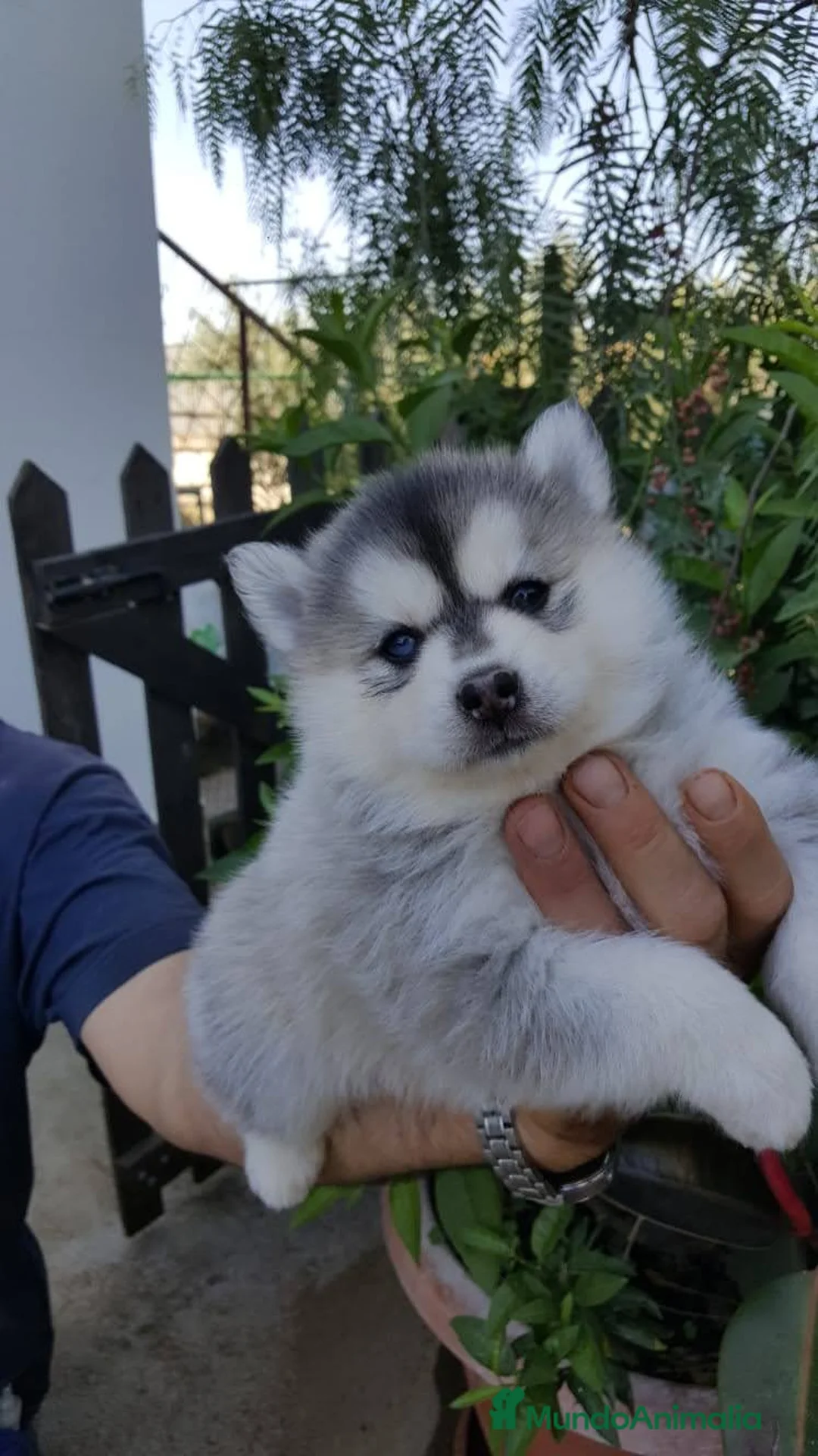 Husky Siberiano perros en venta: cachorros de husky siberiano - Anuncio 1