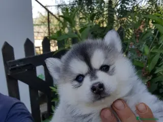 Husky Siberiano perros cachorros de husky siberiano - Anuncio 3