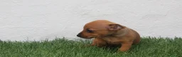 Raza Mixta perros en venta: Minijack - Anuncio 2
