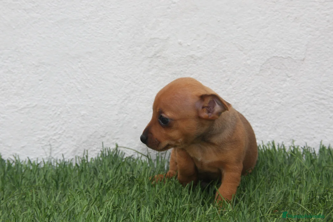 Raza Mixta perros en venta: Minijack - Anuncio 2