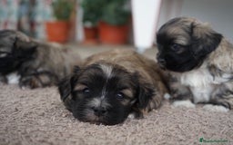 Maltipoo perros en venta: 🐾 Maxi y Boom – Maltipoo marrones con encanto ☕ - Imagen 9