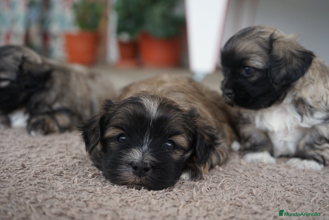 Maltipoo perros en venta: 🐾 Maxi y Boom – Maltipoo marrones con encanto ☕ - Imagen 9