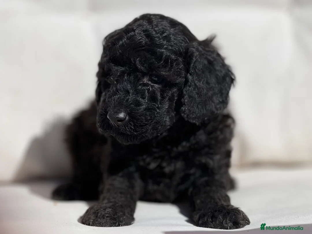 Caniche Toy perros en venta: PRECIOSA  CANICHE TOY NEGRA COMO EL EBANO - Anuncio 4