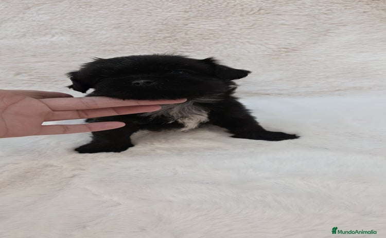 Shih Tzu perros - Anuncio 3