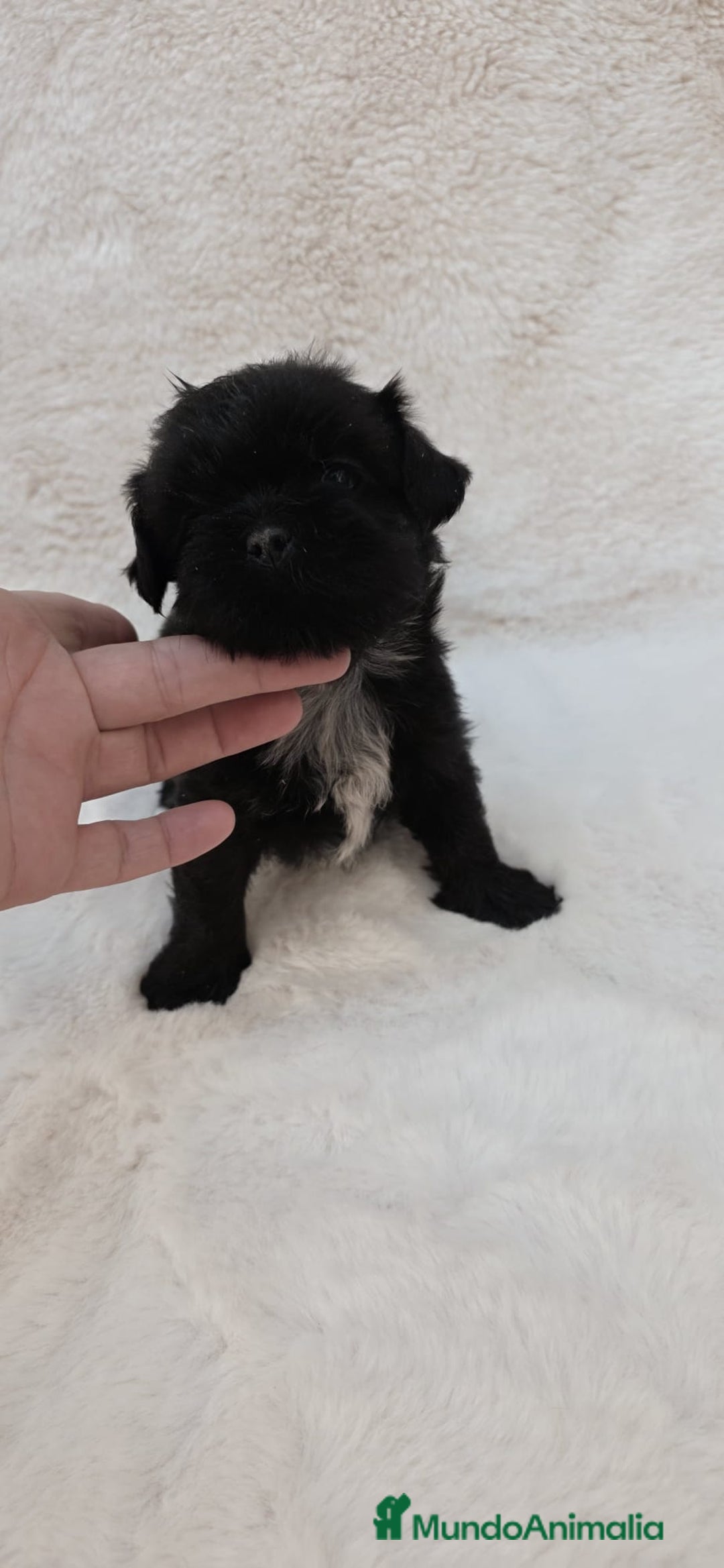 Shih Tzu perros en venta: Shitzu toy 🐾💙💙 - Imagen 1