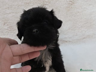Shih Tzu perros - Anuncio 2