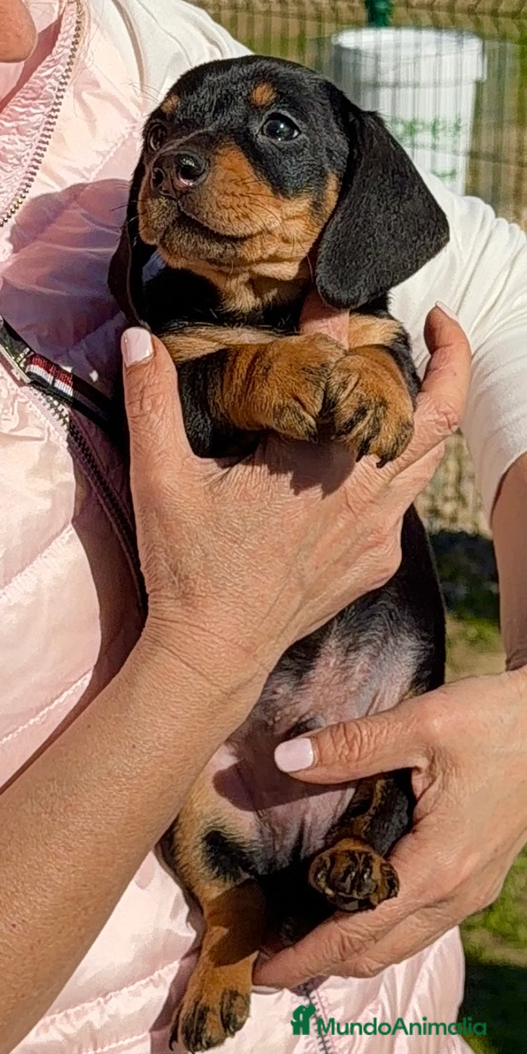 Teckel Miniatura perros en venta: Cachorro Teckel miniatura negro fuego  - Anuncio 4