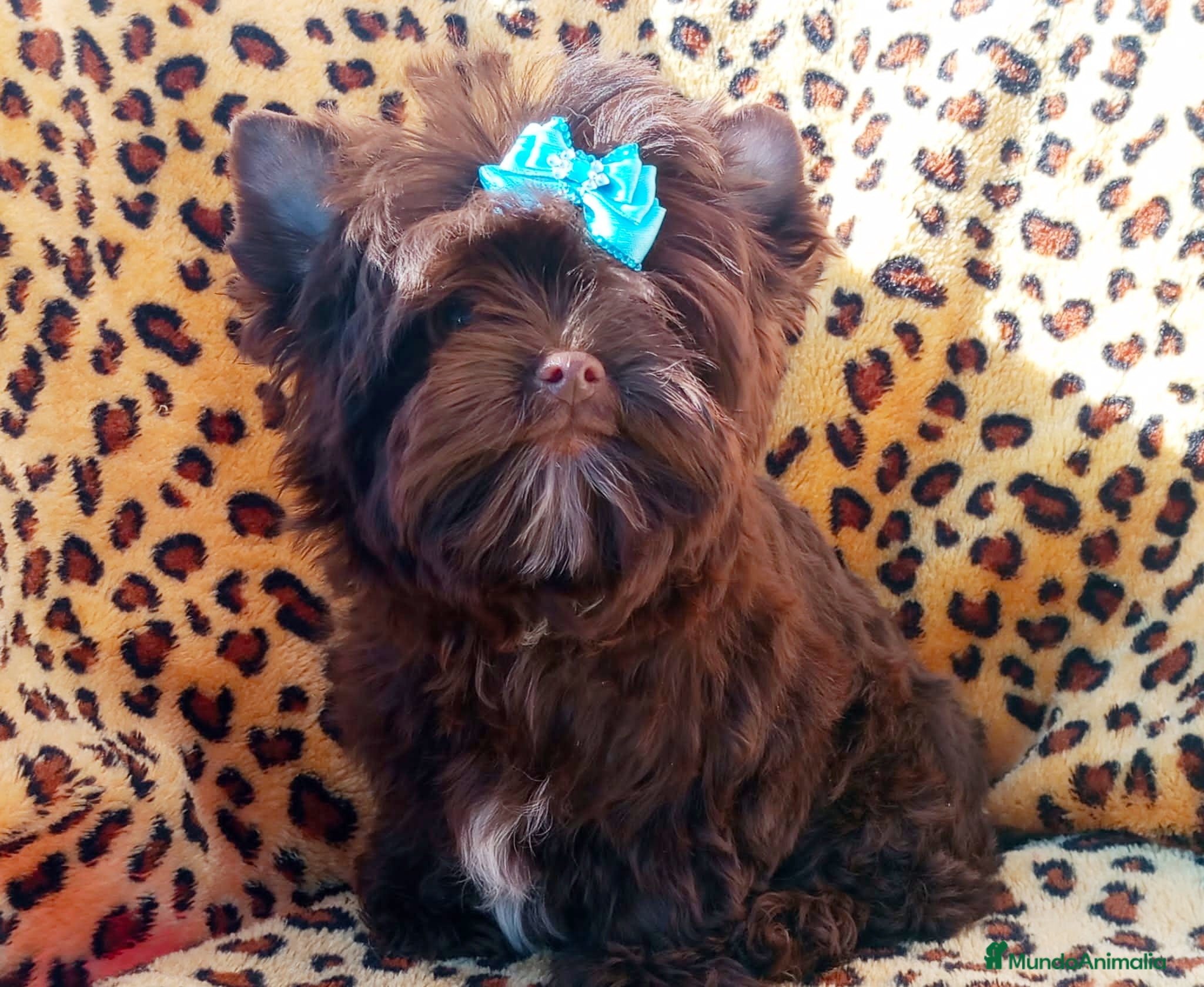 Yorkshire Terrier perros Exclusivos Yorkshire Chocolate toy - Anuncio 25