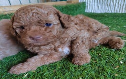 Caniche Toy perros en venta:  Nueva Camada de Caniche Toy - Imagen 2