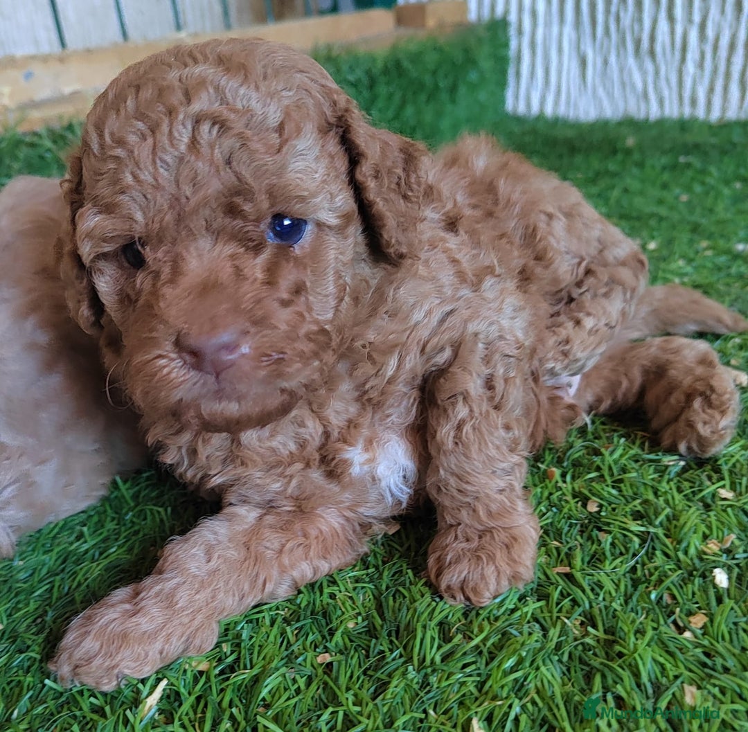 Caniche Toy perros en venta:  Nueva Camada de Caniche Toy - Imagen 2